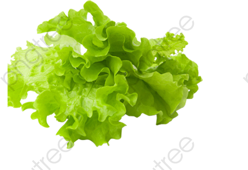 Fresh Green Lettuce Isolated PNG