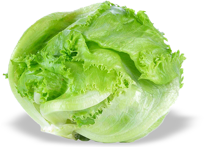 Download Fresh Green Lettuce Isolated | Wallpapers.com