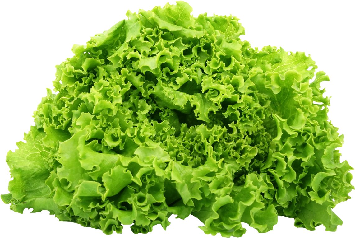 Fresh Green Lettuce Isolated PNG