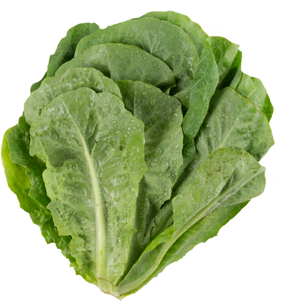 Fresh Green Lettuce Isolated PNG