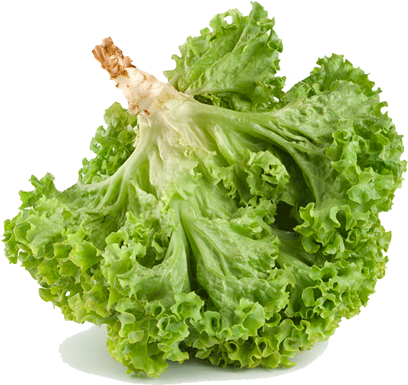 Fresh Green Lettuce Isolated.png PNG