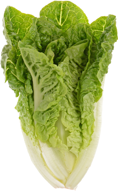 Fresh Green Lettuce Isolated PNG