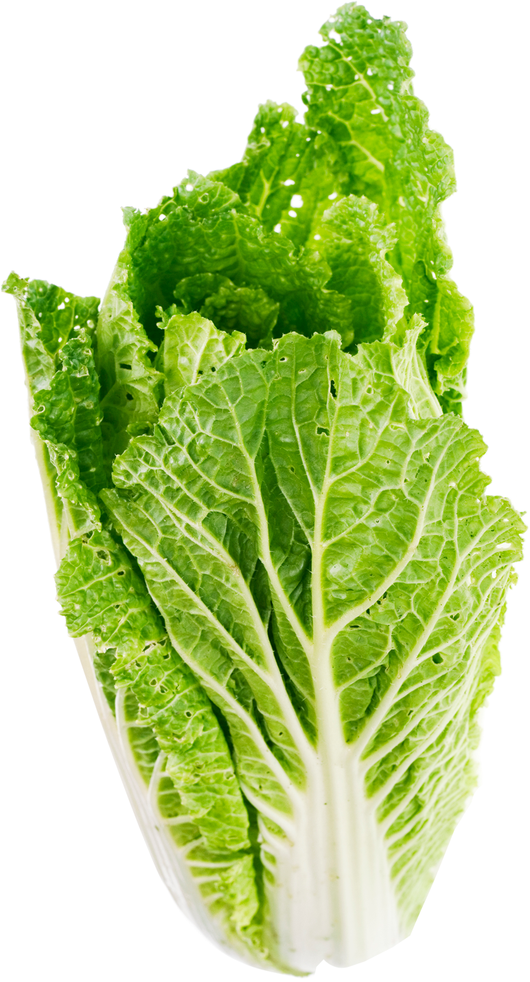 Fresh Green Lettuce Isolated PNG