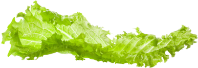 Fresh Green Lettuce Leaf PNG