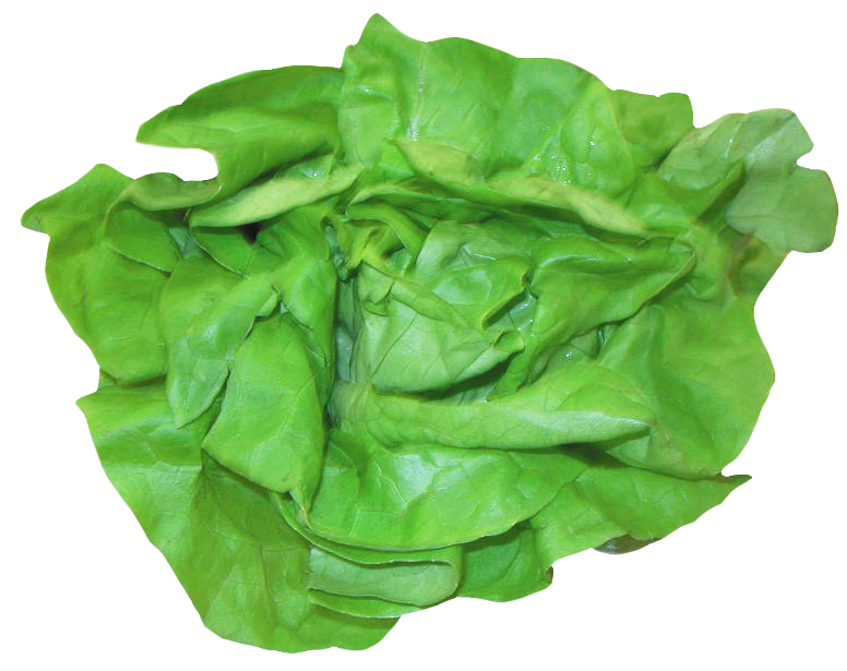 Fresh Green Lettuce Leafy Vegetable PNG