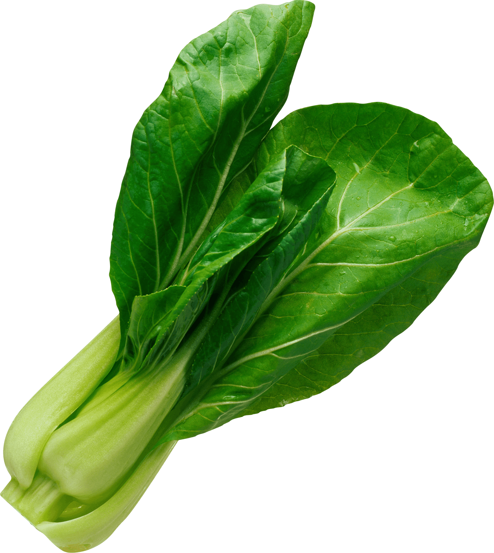 Fresh Green Lettuce Leaves PNG