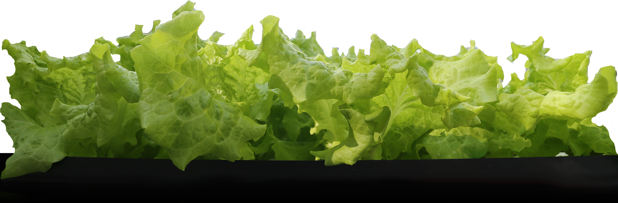 Fresh Green Lettuce Leaves PNG