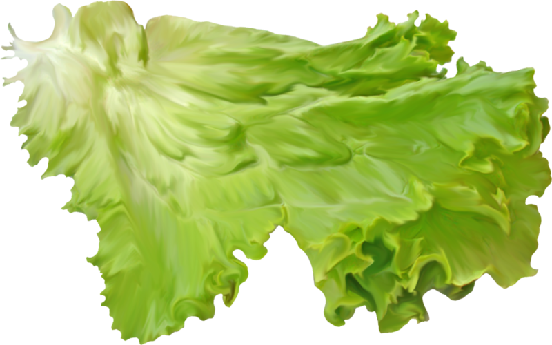 Fresh Green Lettuce Leaves PNG