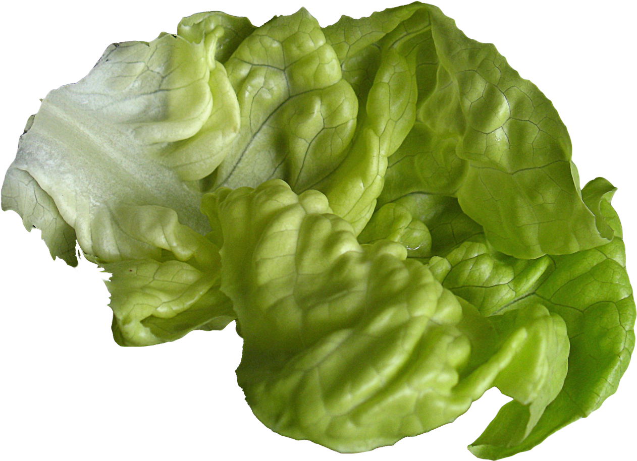 Fresh Green Lettuce Leaves PNG