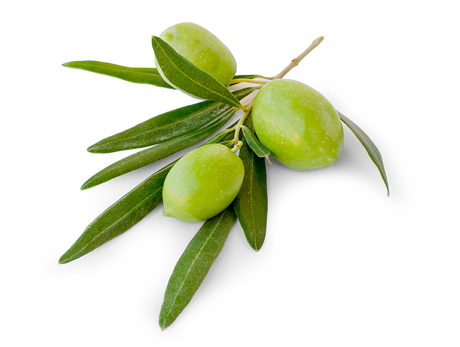 Fresh Green Olives Branch PNG