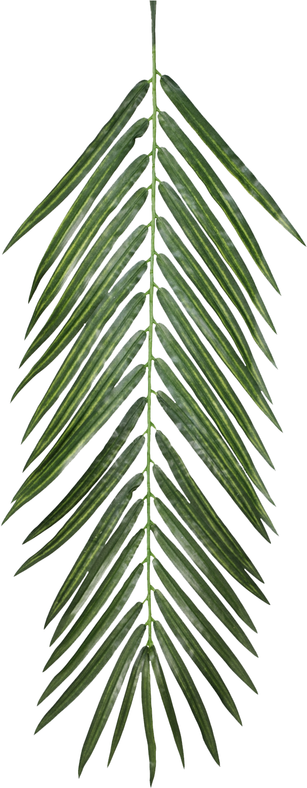 Fresh Green Palm Leaf Isolated PNG