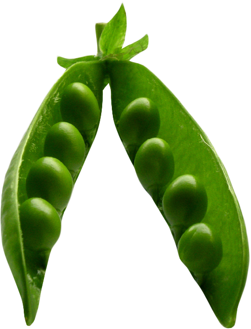 Fresh Green Pea Pod Transparent Background PNG