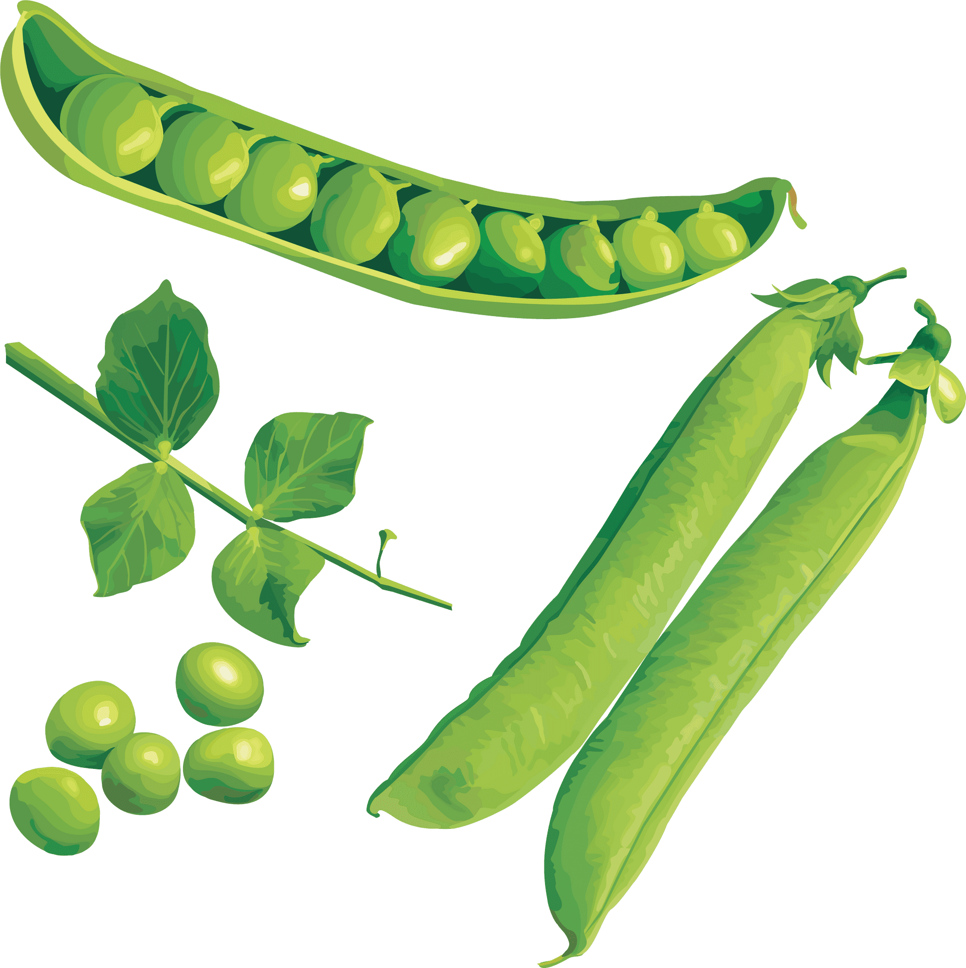 Fresh Green Peas Illustration PNG