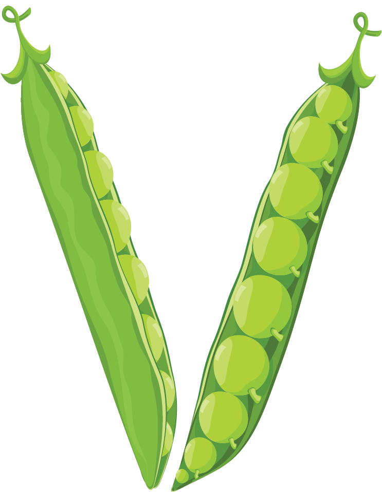 Fresh Green Peas Illustration PNG