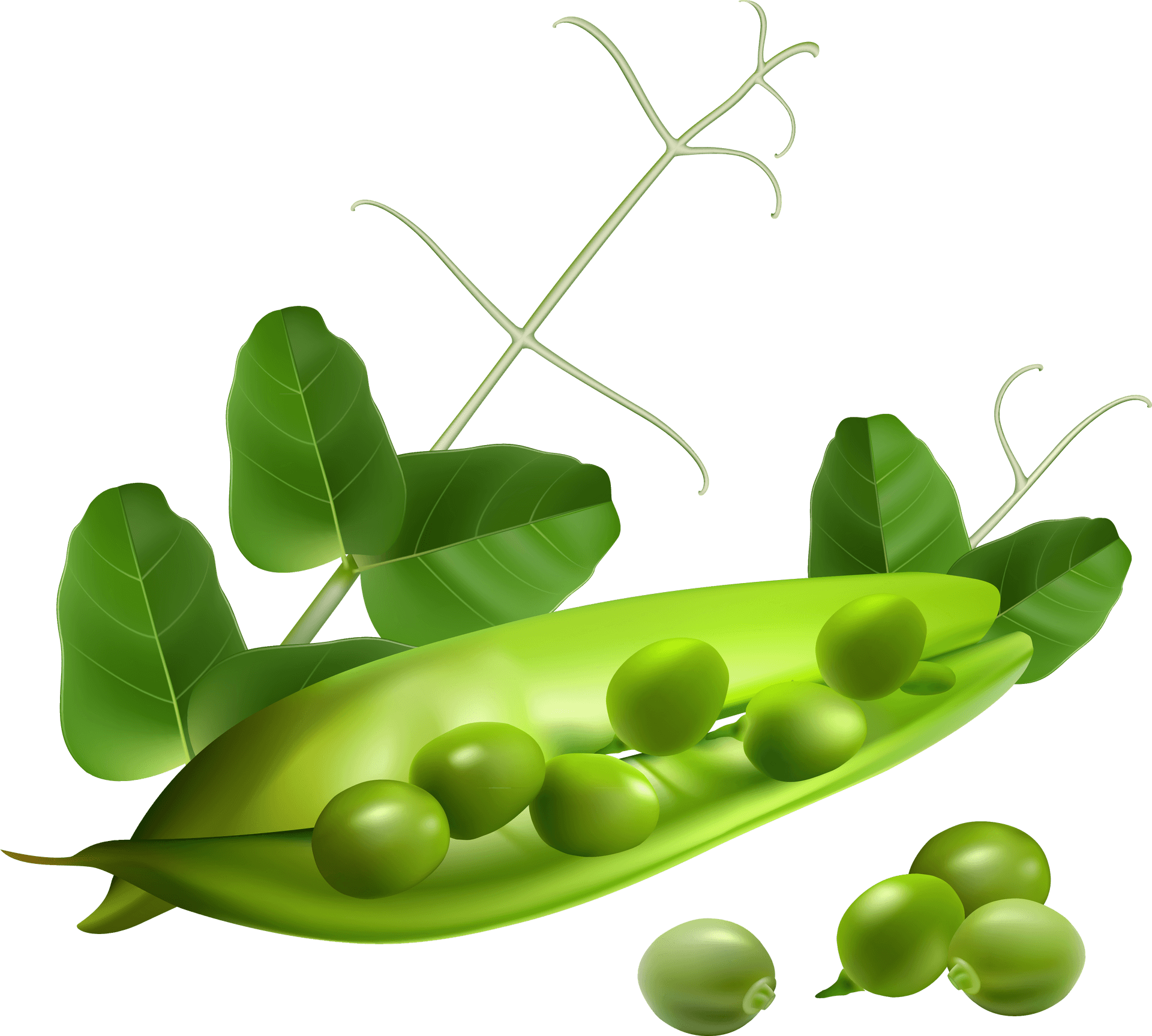 Fresh Green Peas Pod Illustration PNG