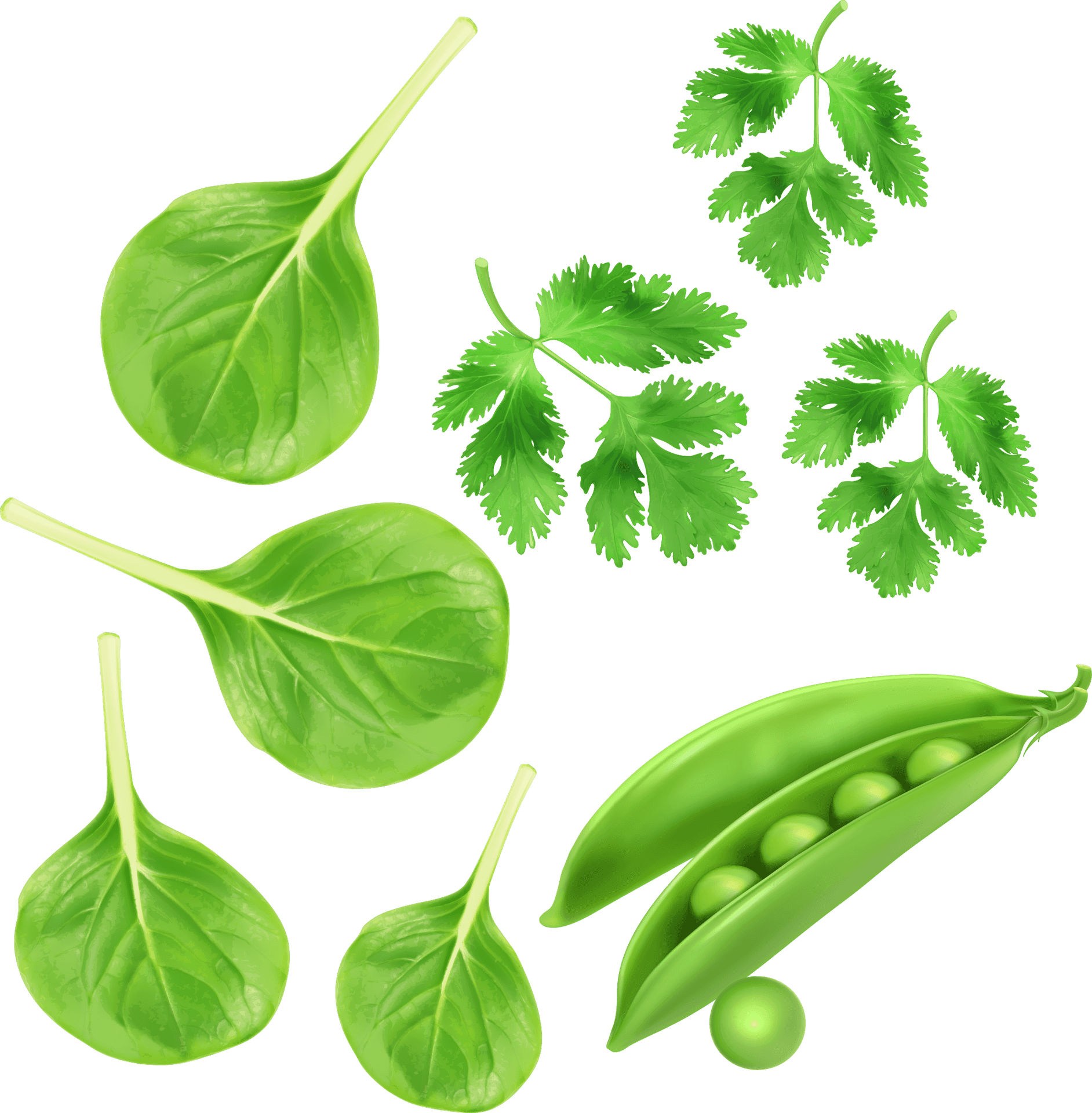 Fresh Green Peasand Leaves PNG