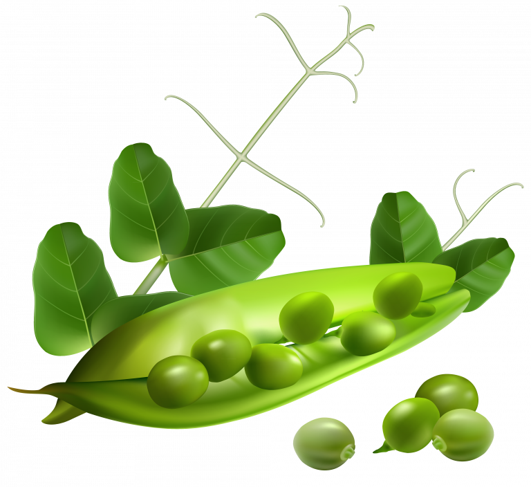 Fresh Green Peasand Pods PNG