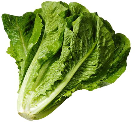 Fresh Green Romaine Lettuce PNG