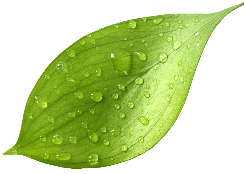 Fresh Green Tea Leafwith Dew Drops.png PNG