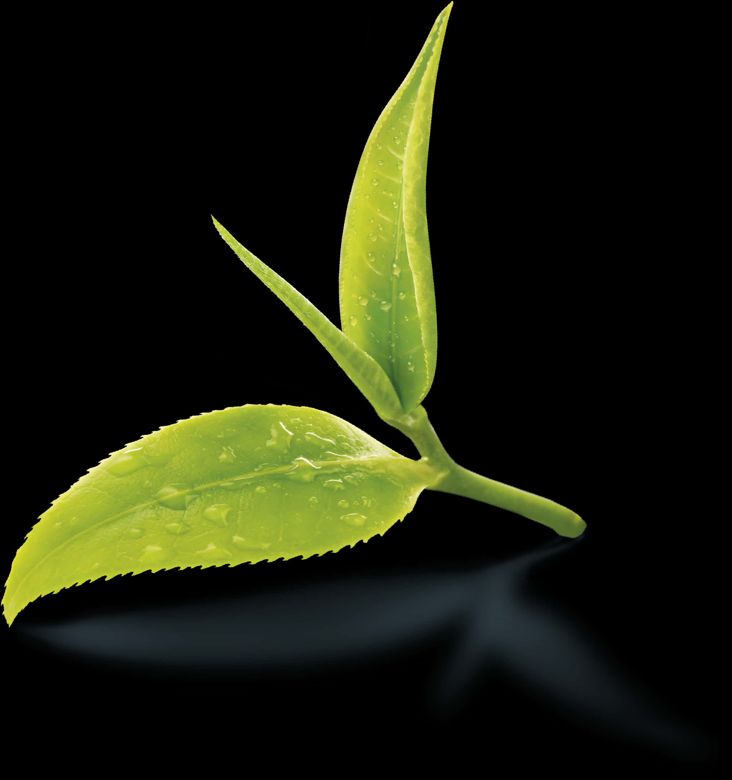 Fresh Green Tea Leaves Dewdrops PNG
