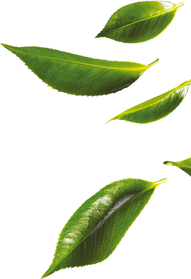 Fresh Green Tea Leaves Floating PNG