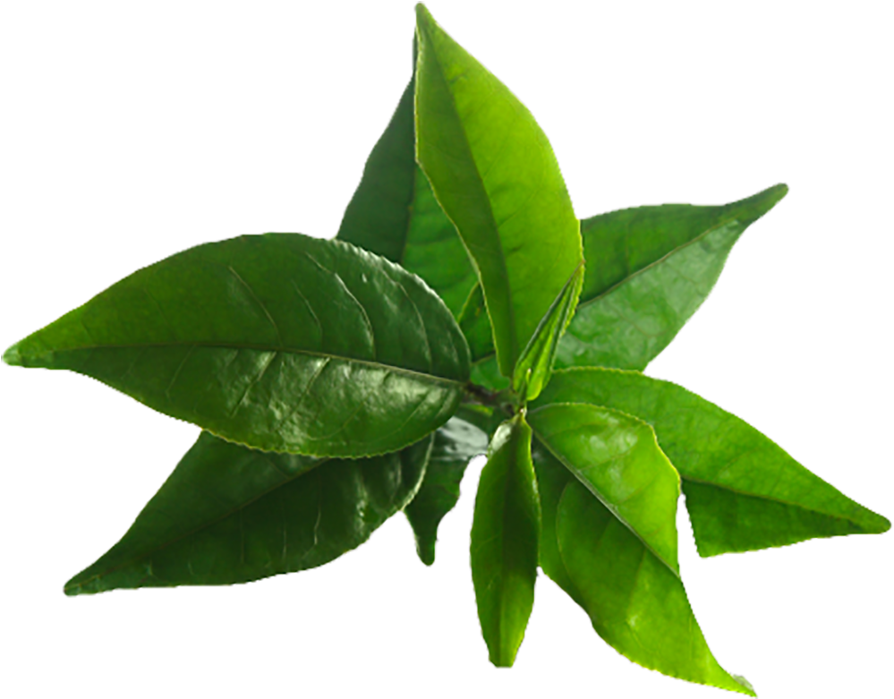 Fresh Green Tea Leaves.png PNG