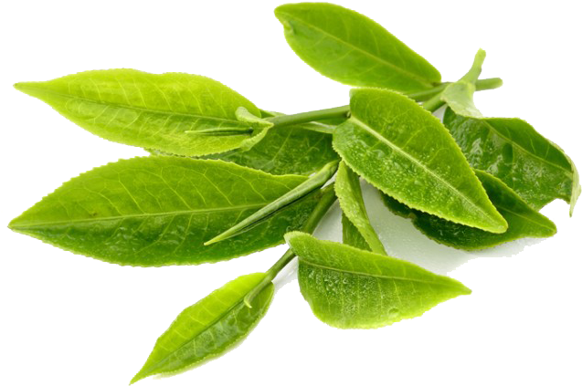 Fresh Green Tea Leaves Transparent Background PNG