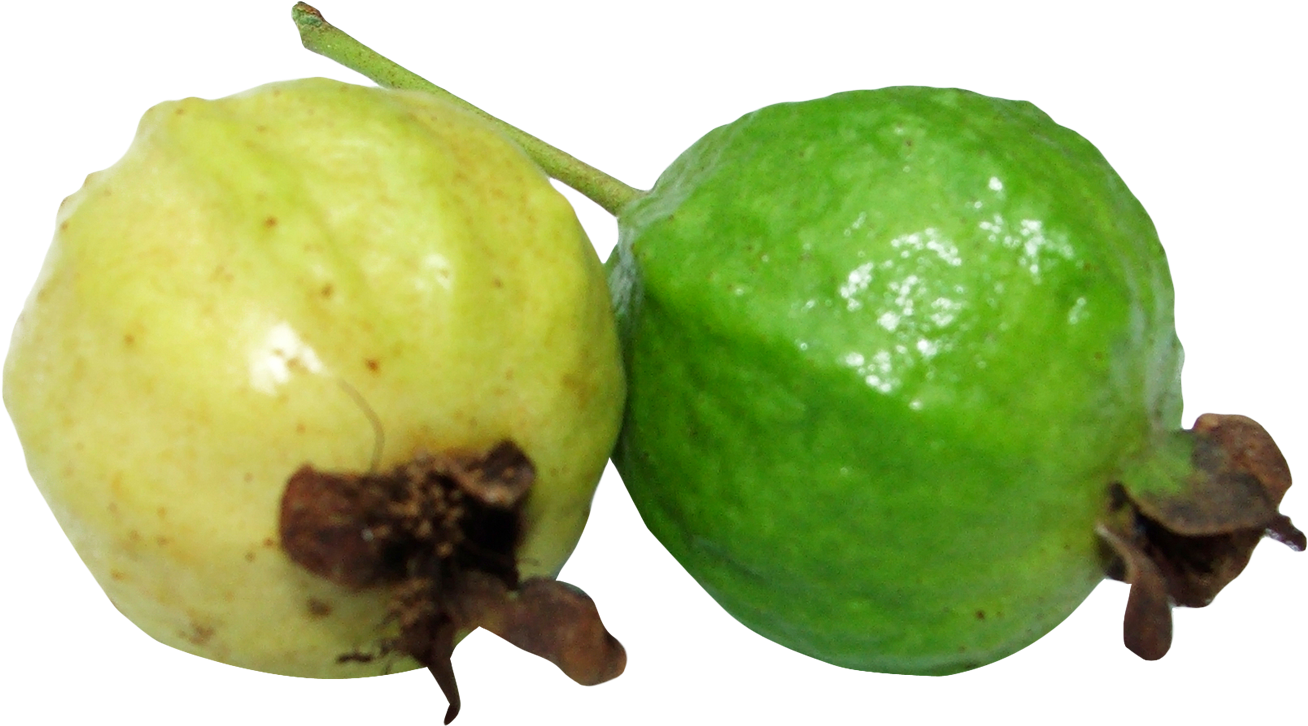 Fresh Greenand Yellow Guavas PNG