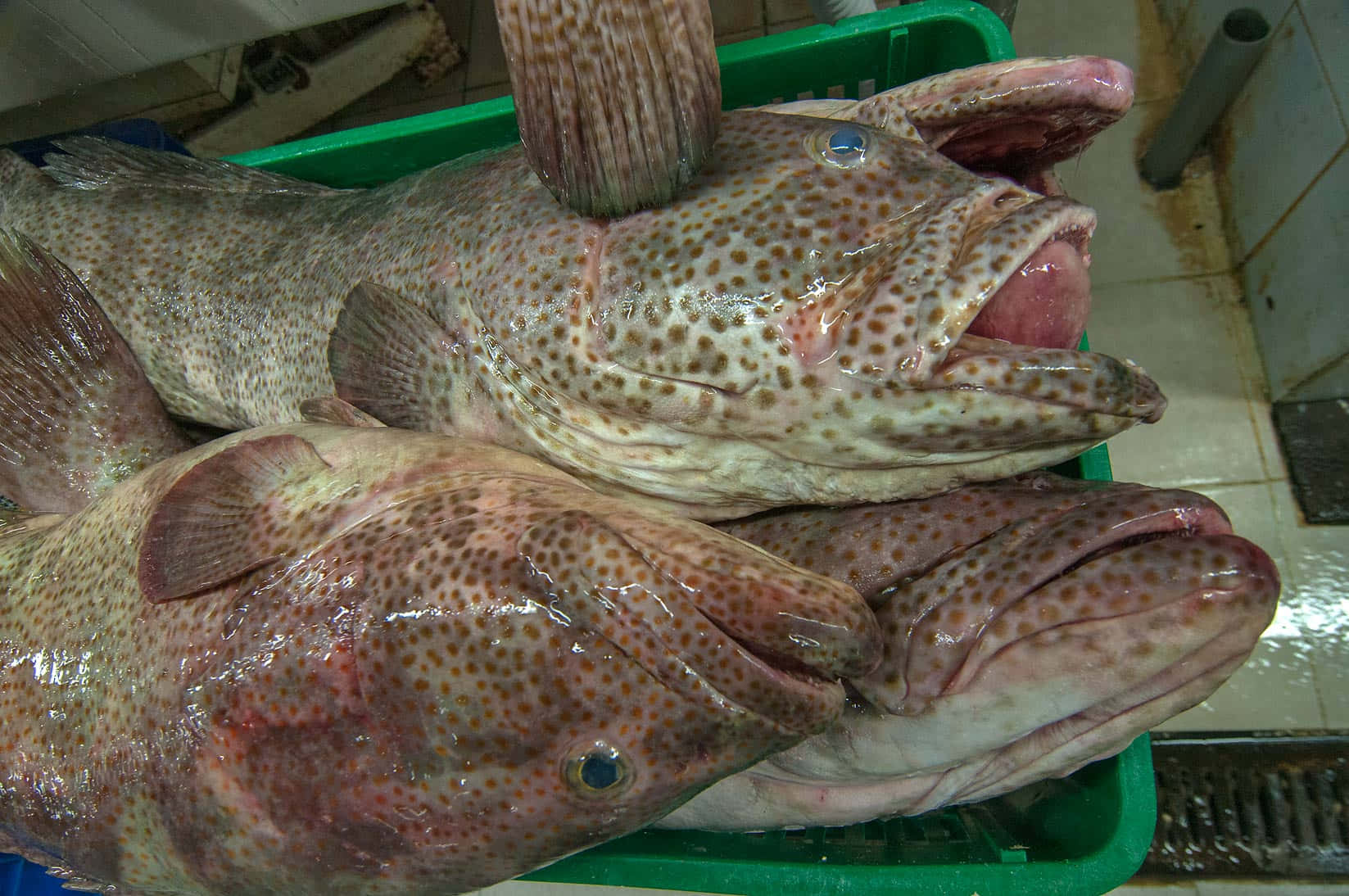 Fresh Grouper Fish Market Wallpaper