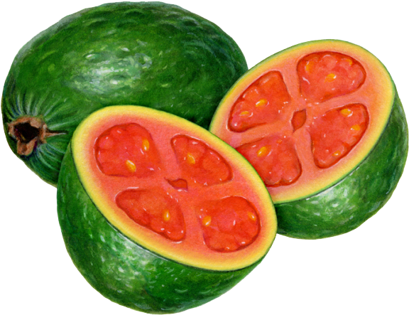 Fresh Guava Fruit Cut Open PNG