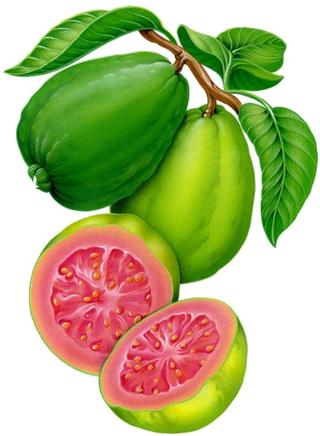 Fresh Guava Fruit Illustration PNG