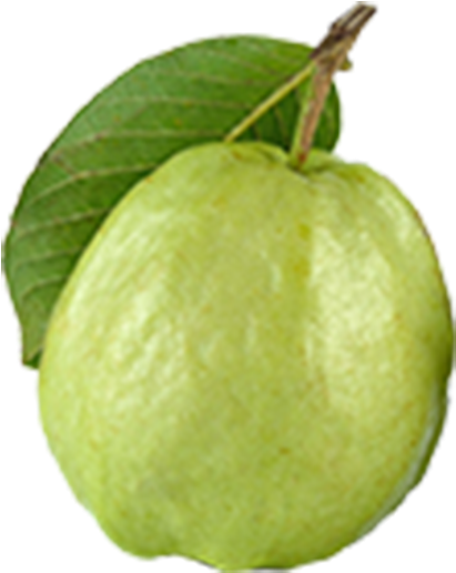 Fresh Guavawith Leaf PNG