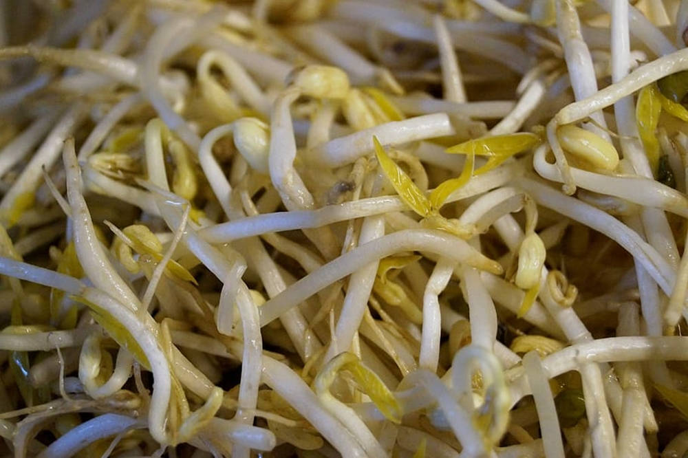 Fresh Healthy Mung Bean Sprouts Vegetable Wallpaper