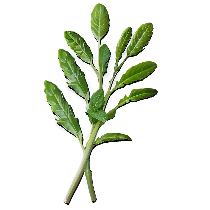 Fresh Herb Sprig Png 06272024 PNG
