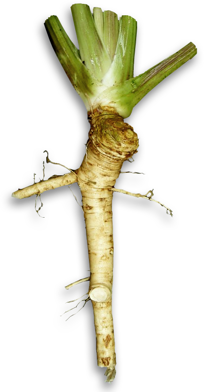 Fresh Horseradish Root PNG