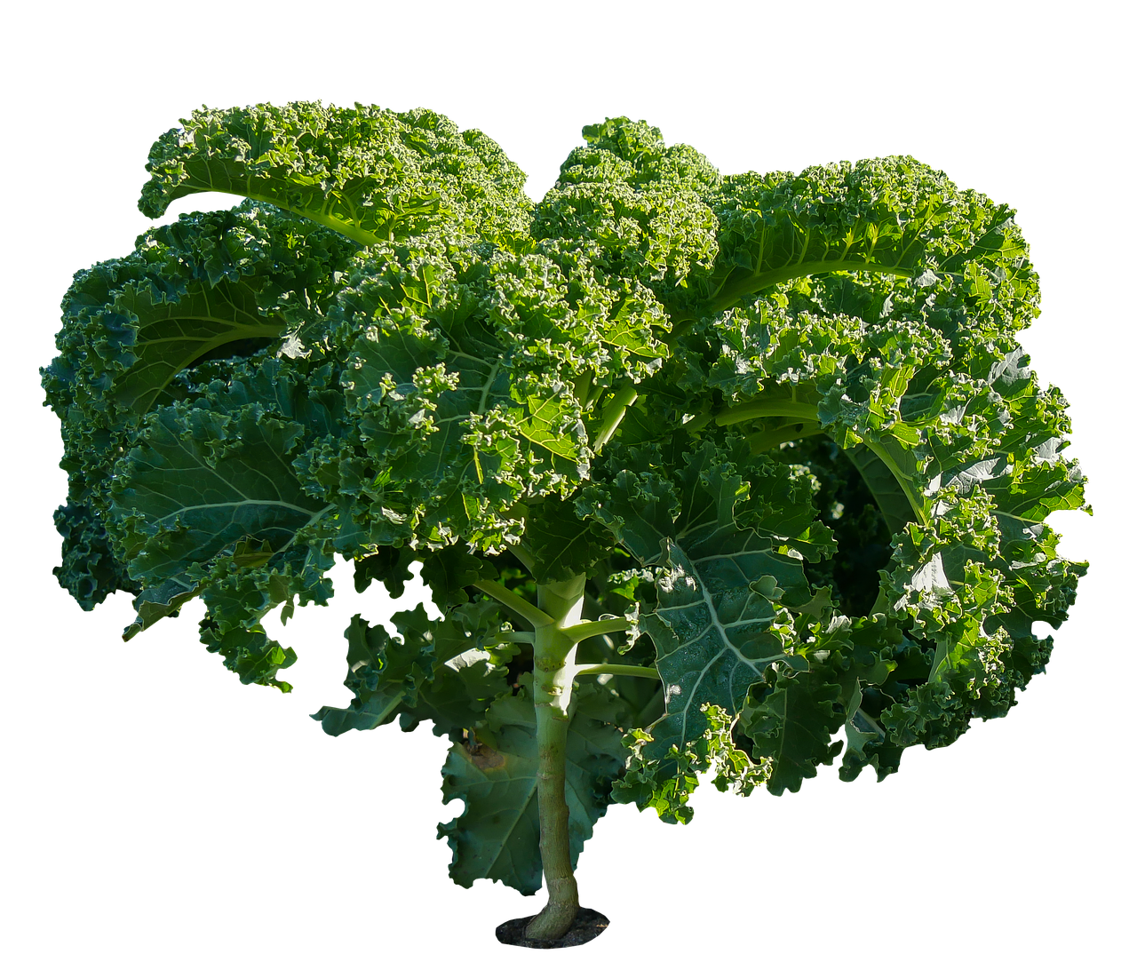 Fresh Kale Isolatedon Black Background PNG