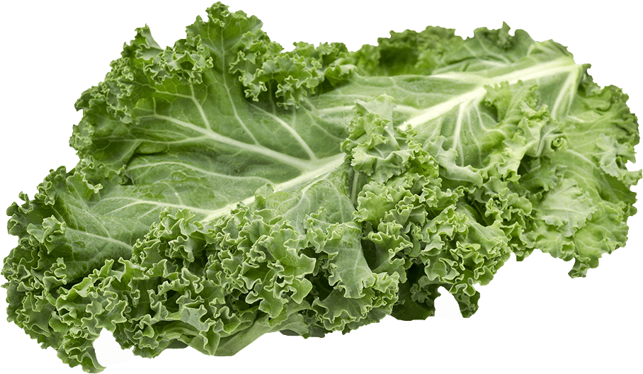 Fresh Kale Leaf Isolated PNG