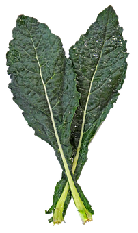 Fresh Kale Leaves Black Background PNG