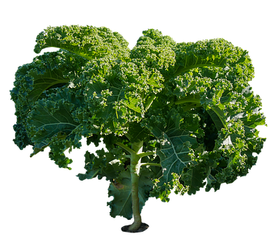 Fresh Kale Planton Black Background PNG