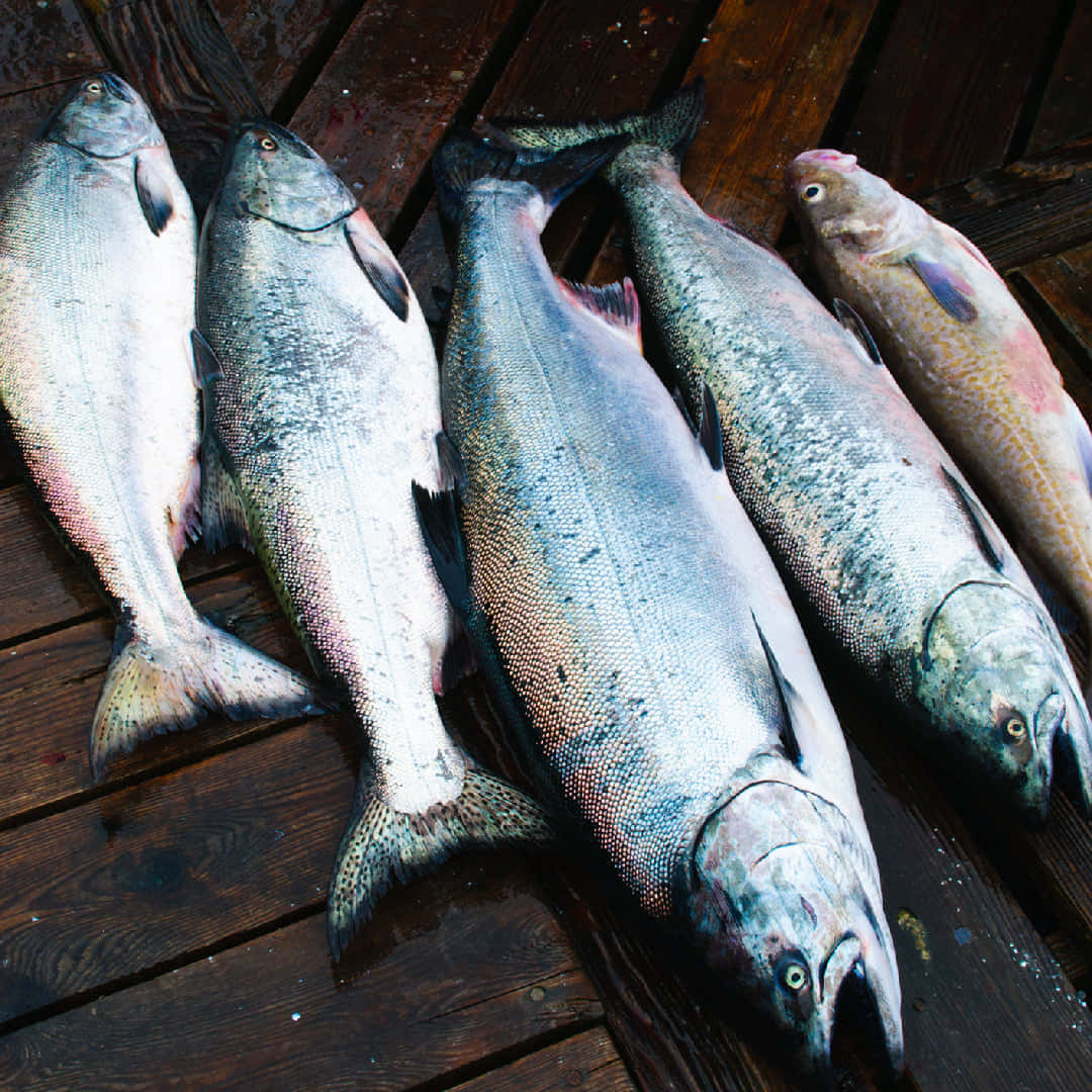 Fresh King Salmon Catch Wallpaper