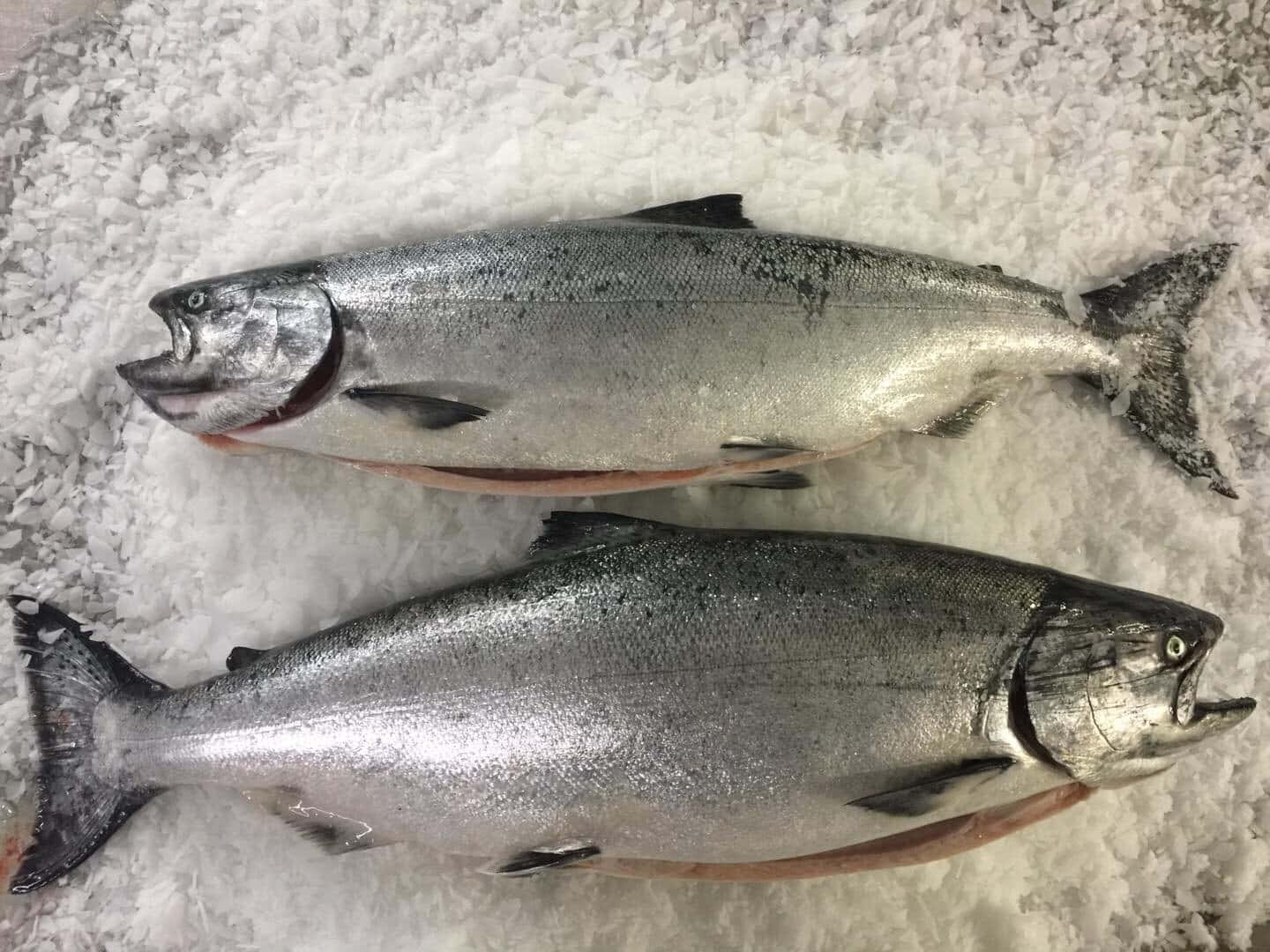 Fresh King Salmonon Ice Wallpaper