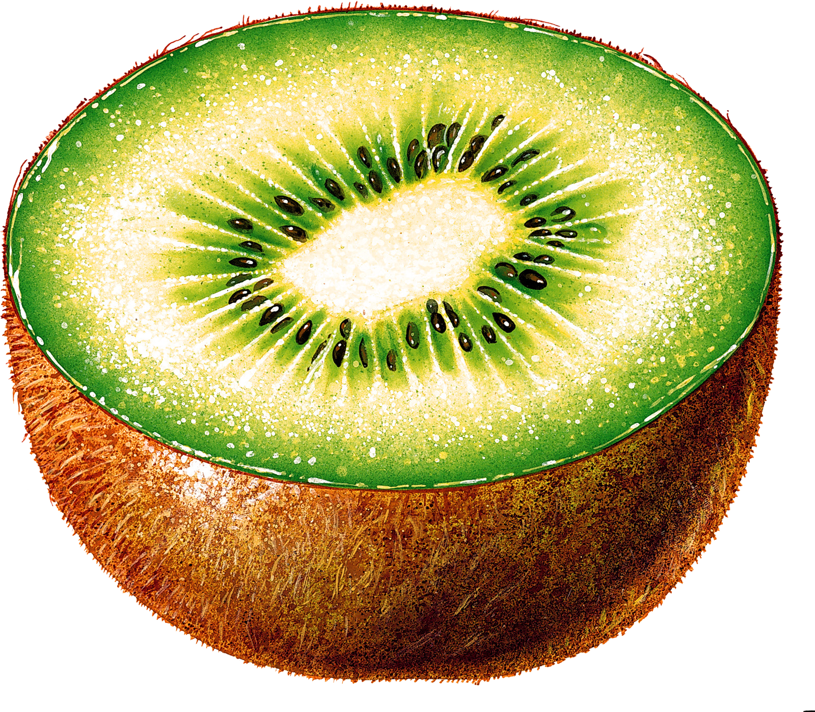 Fresh Kiwi Fruit Half Cut PNG