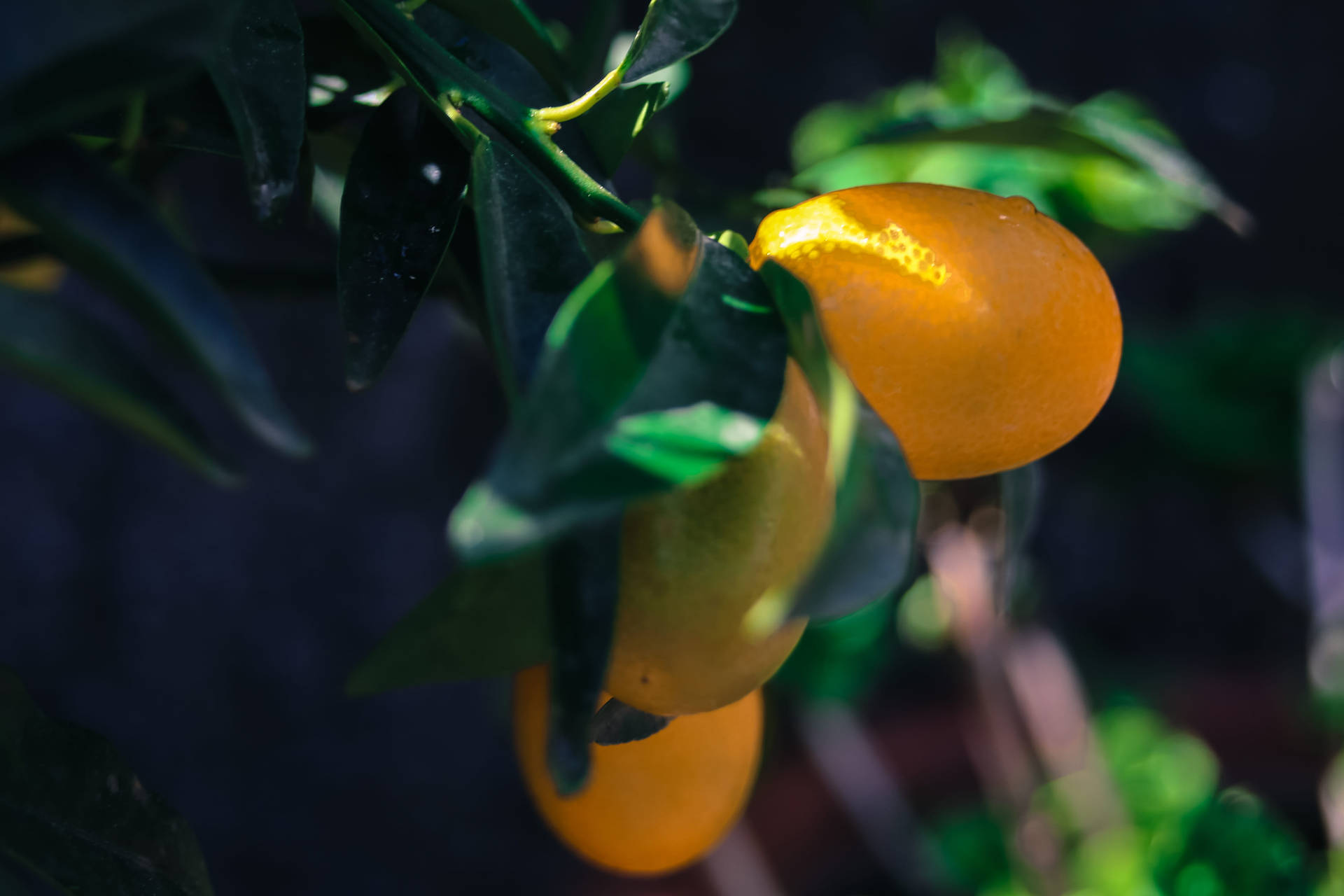 Fotografíaen Primer Plano De Frescas Frutas De Kumquat. Fondo de pantalla