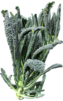 Fresh Lacinato Kale Bunch PNG