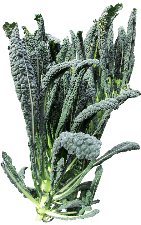 Fresh Lacinato Kale Isolated PNG
