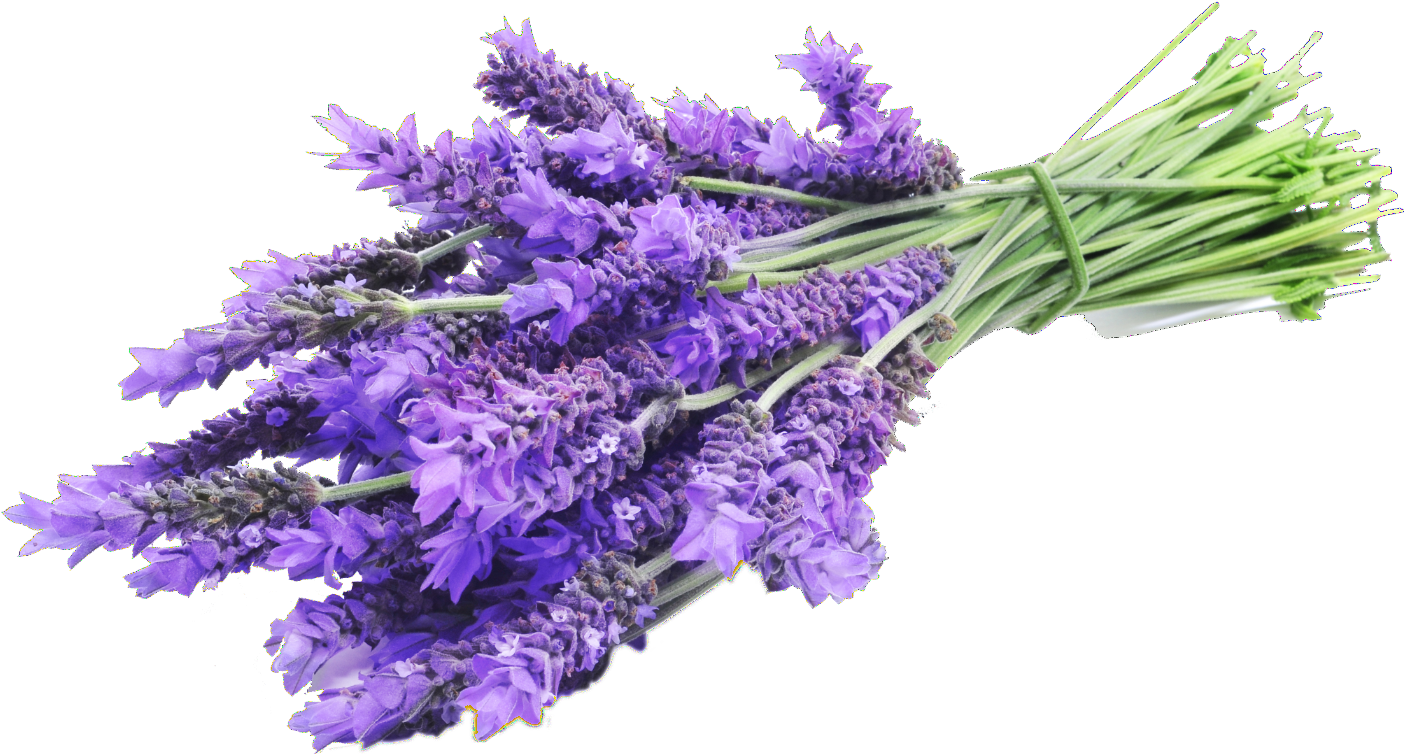 Fresh Lavender Bouquet PNG