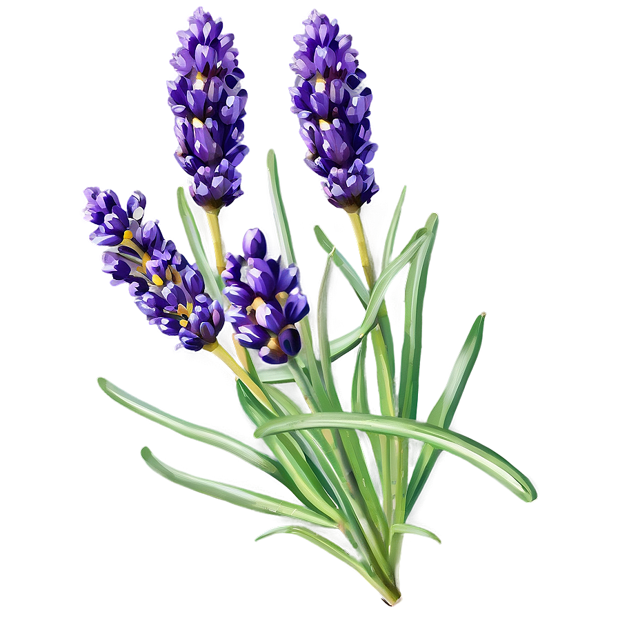 Fresh Lavender Bunch Png 47 PNG
