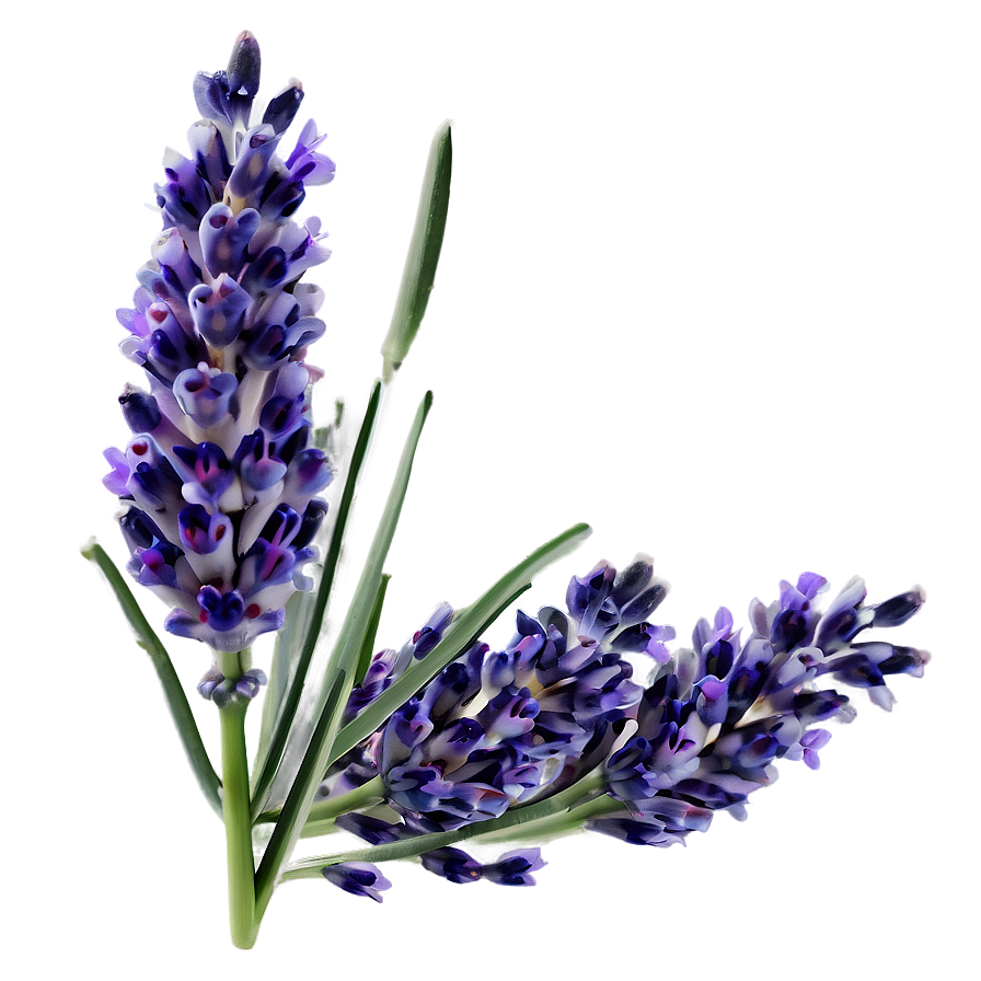 Fresh Lavender Bunch Png 81 PNG