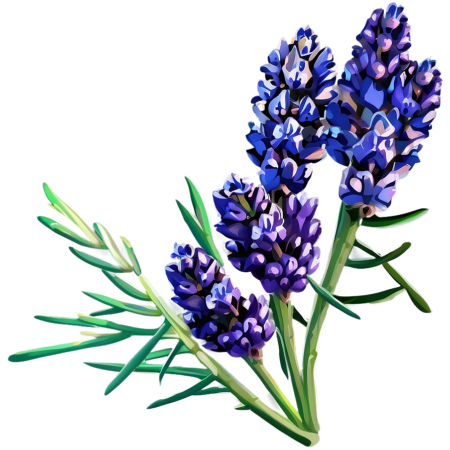 Fresh Lavender Bunch Png Fiy PNG