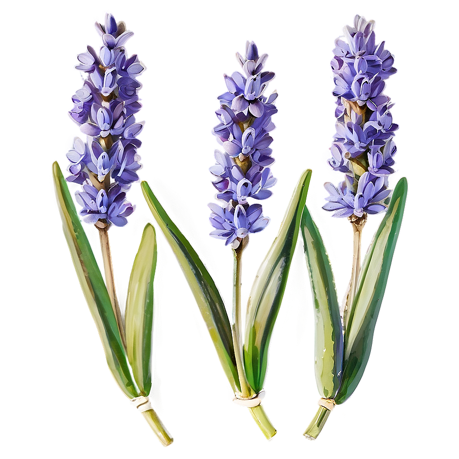 Download Fresh Lavender Sprigs Png 05062024 | Wallpapers.com